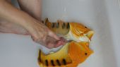 Foto zu Blogeintrag Fisch Füße - Fußfetisch CLIP